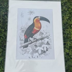 Репродукция на тукан