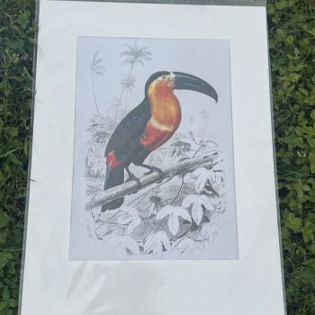 Репродукция на тукан